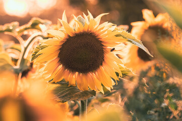 kwiat słonecznika w polu latem © Henryk Niestrój