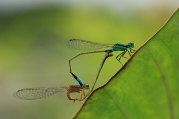 Damselfly is mating on a leaf .A mating pair form a shape known as a 