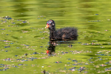 pisklę kokoszki wodnej na stawie (Gallinula chloropus)  © Henryk Niestrój