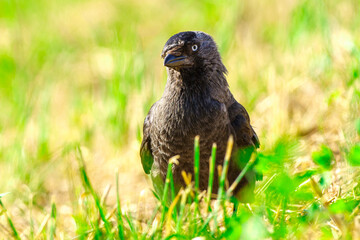 ptak kawka (Corvus monedula) w trawie