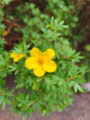 Close-up of bright yellow cinquefoil (Potentilla) flowers with small delicate petals and green...