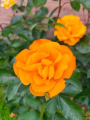 Collection of roses in different colors: white, yellow, red, and orange. Close-up of blooming petals with natural lighting, isolated or in bouquet form. Elegant floral composition symbolizing love
