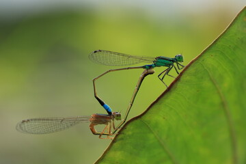 Damselfly is mating on a leaf .A mating pair form a shape known as a 