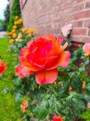 Collection of roses in different colors: white, yellow, red, and orange. Close-up of blooming petals with natural lighting, isolated or in bouquet form. Elegant floral composition symbolizing love