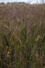 wheat field in the wind