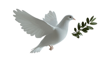 Fototapeta premium White dove in flight holding olive branch