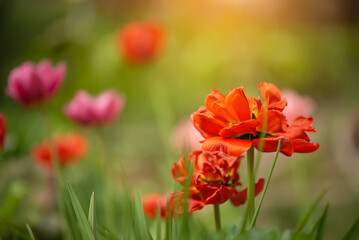 Red peony tulips in sunlight outdoors, selective focus