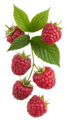 Flying red raspberry isolated on transparent white background
