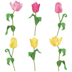 Set of beautiful pink and yellow tulips on a white isolated background. Template for postcard, poster, web design.