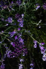 butterfly on lavender