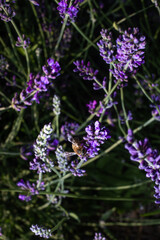 bee on lavender