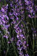 close up of lavender flowers