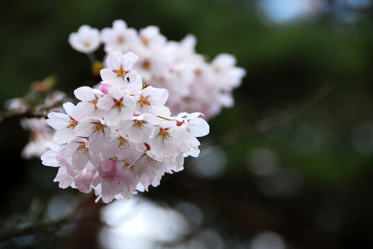 cherry tree blossom