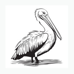 illustration of a pelican