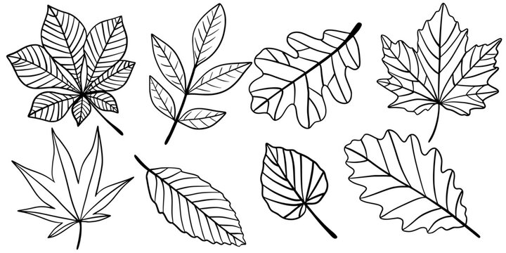 Set of black line autumn leaves in different shapes. Hand-drawn collection of fall foliage for coloring books, seasonal decor, or botanical design in minimalist style. Isolated on white.