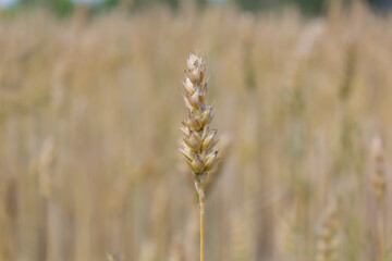 ear of yellow wheat close-up against the background of a field