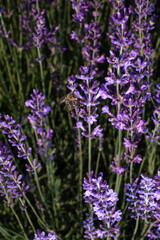 close up of lavender flowers
