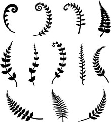 Fern & Frond Silhouettes Set 12 Botanical Leaf Vector Icons © BNW Graphics