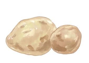採れたてで美味しそうなじゃがいもの手描き水彩イラスト