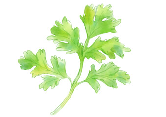 新鮮で美味しそうなパクチーの手描き水彩イラスト