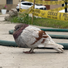 pigeon on the wall