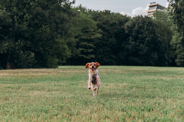 Medium-sized brown white spaniel in black harness dashes forward with open mouth tongue out over...