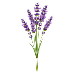 Fototapeta premium Serene Lavender Bouquet: Elegant Purple Flowers, Isolated on Black Background, High-Resolution Image.