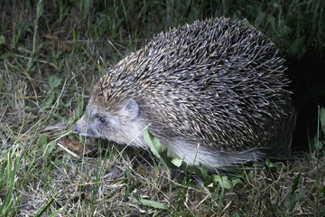 Closeup of European Hedgehog Walking Through Grass at Night
