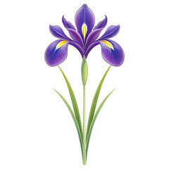 Fototapeta premium Elegant Purple Iris Flower: Botanical Illustration, Vibrant Hues, Serene Mood, Isolated on Black.