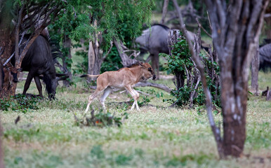 Blue wildebeest in the Okavango delta