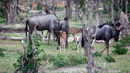 Blue wildebeest in the Okavango delta