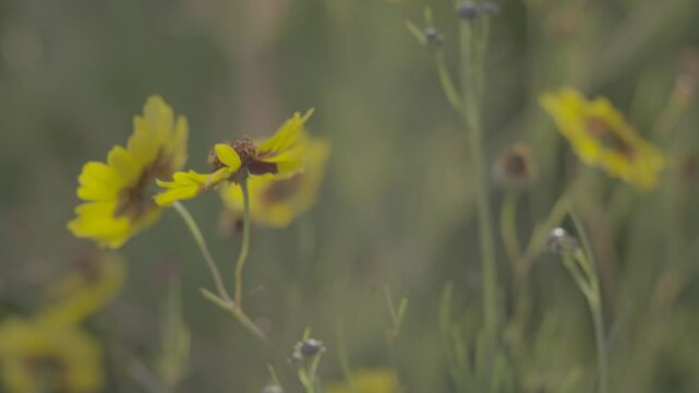 Flores amarelas SLOG3 Sol