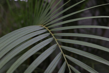 Primer plano de varias hojas de palmera de color verde en un jardín