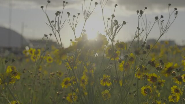 Flores amarelas SLOG3 Sol
