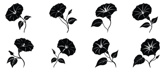 Elegant Black and White Morning Glory Flower Illustrations A Set of Botanical Designs
