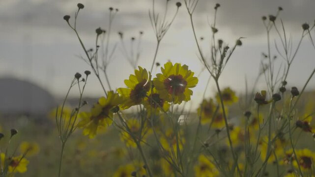 Flores amarelas SLOG3 Sol