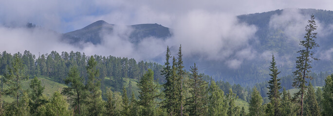 Mountain taiga, wild place, coniferous forest, morning fog, panoramic view