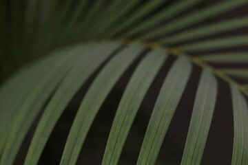 Primer plano de varias hojas de palmera de color verde en un jardín
