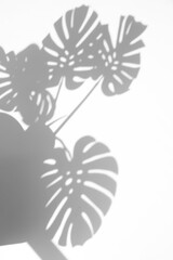 shadow overlay effects of realistic monstera leaf shadow isolated on transparent background,plant shadow for photo presentation interior backdrop mockup,Summer sunlight and flower shadow