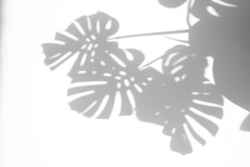 shadow overlay effects of realistic monstera leaf shadow isolated on transparent background,plant shadow for photo presentation interior backdrop mockup,Summer sunlight and flower shadow