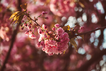 Sakura flowers blooming, spring seasonal Easter background
