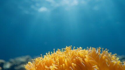 Vibrant Orange Coral Underwater Scene
