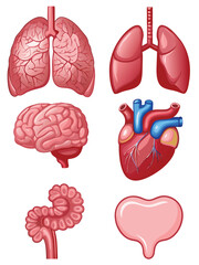 vector set of human internal organs