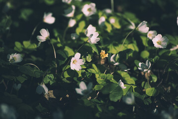 White anemone flowers growing in spring forest, natural seasonal background