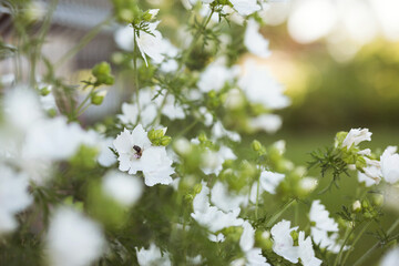 Bee on a white mallow flower in the garden