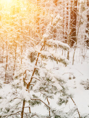 Pine tree branches covered with snow, seasonal Christmas background