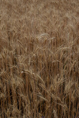 golden wheat field