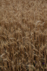wheat field in summer