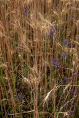 wild flowers in the field