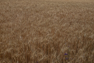 wheat field in the summer